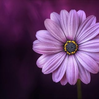 Jak stworzyć piękne i oryginalne kwiatowe pudełko - Twój przepis Najlepsze przepisy w internecie - 6